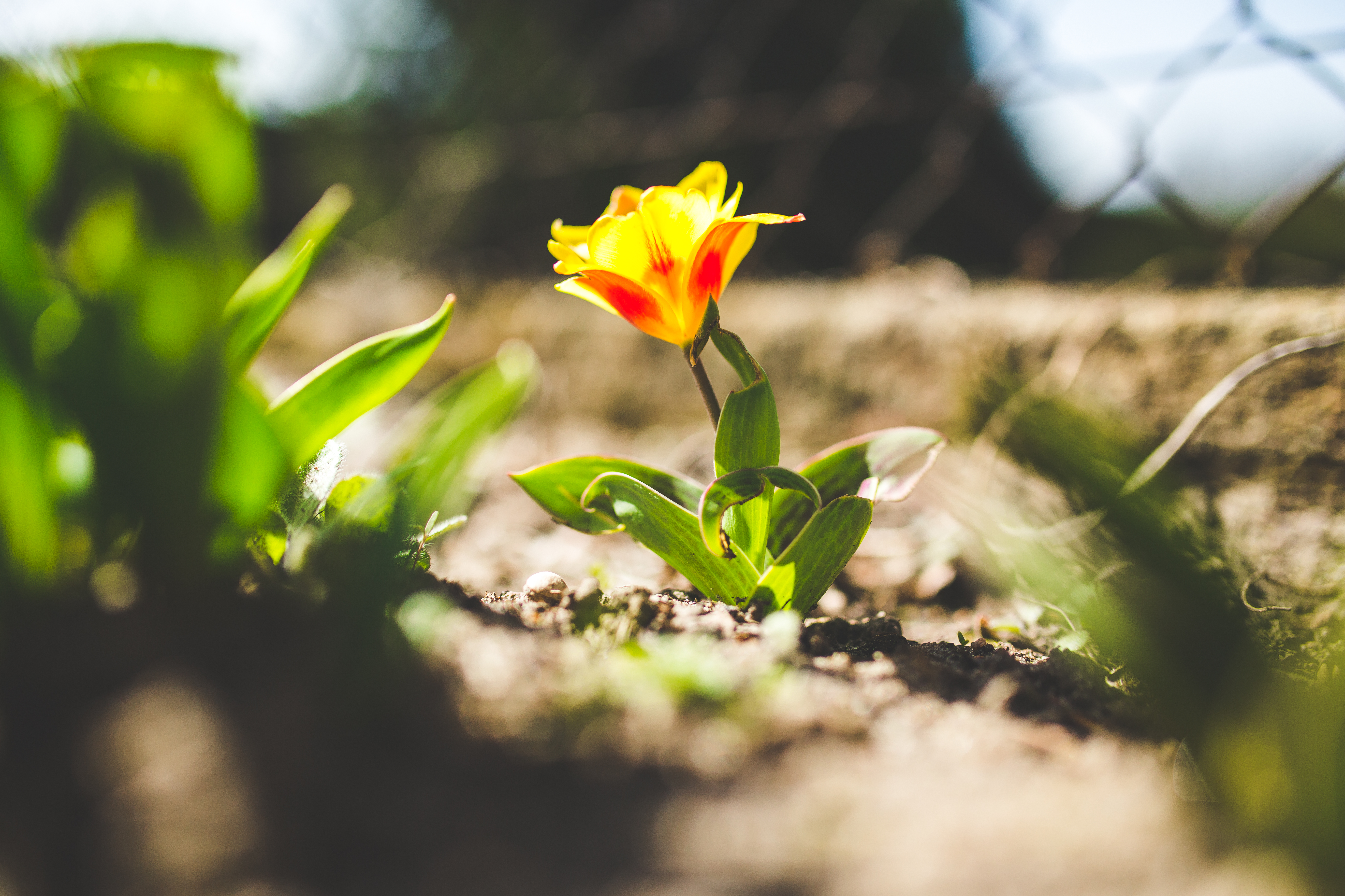 Flower grow. Цветы растут. Неизвестный цветок. Неизвестные растения. Одинокий цветок на пустыре.